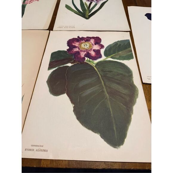 Flowers Drawn by Arlette Davids Text by Princess Bibesco prints Purple  10x14” - Picture 2 of 9